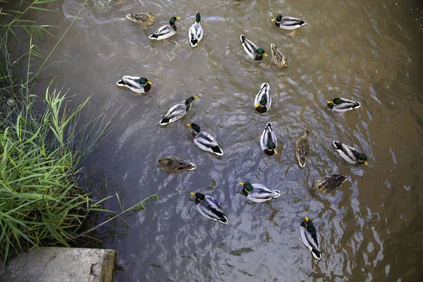 Kachny Jezírku Plavání Létání Hospodářská Zvířata Ptáci — Stock fotografie