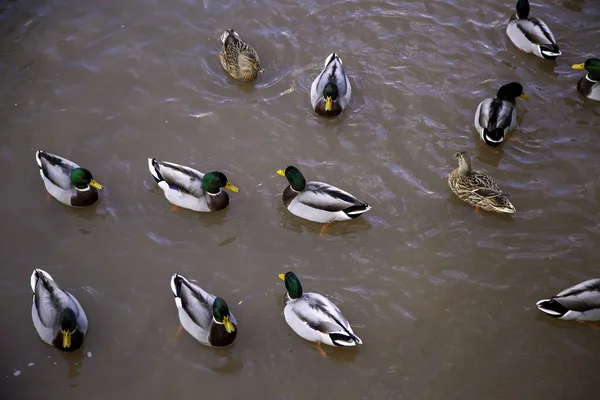 Kachny Jezírku Plavání Létání Hospodářská Zvířata Ptáci — Stock fotografie