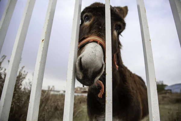 Burro Encerrado Valla Granja Animales Domésticos Industria —  Fotos de Stock