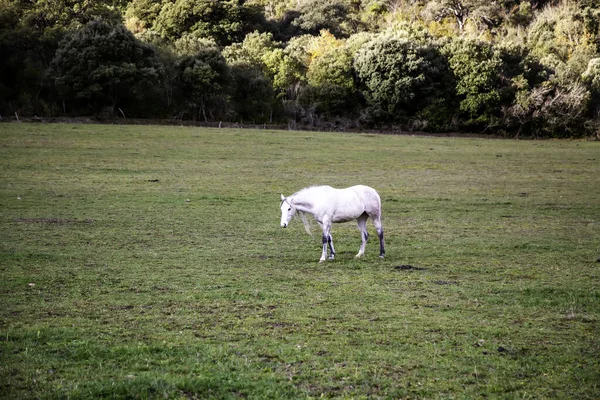 Dzikie Konie Polu Zwierzęta Gospodarskie Zwierzęta Domowe — Zdjęcie stockowe