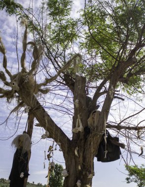 Asılı hayvan kemikleri ve cadıları olan ağaç, korkunç cadılar bayramı süsü.