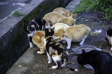 Terk edilmiş sokak kedileri, hayvan istismarı, üzüntü.