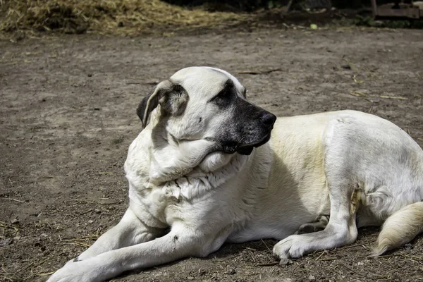 Mastiff Dog Tendido Calle Animales Domésticos Mascotas —  Fotos de Stock
