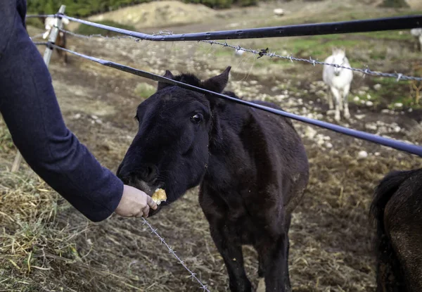 Ahırdaki Beyaz Vahşi Memeli Hayvanlar — Stok fotoğraf