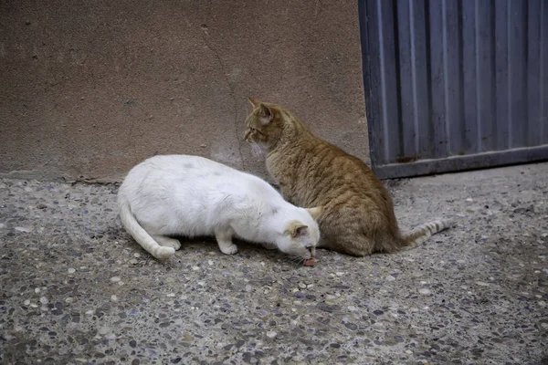 Streunende Katzen Fressen Auf Der Straße Detail Ausgesetzter Tiere — Stockfoto