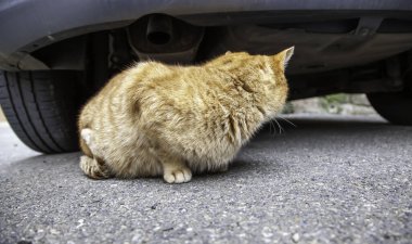 Arabanın altındaki sokak kedisi, terk edilmiş vahşi hayvanlar, evcil hayvanlar.