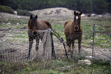 Ahırdaki beyaz at, vahşi memeli hayvanlar.