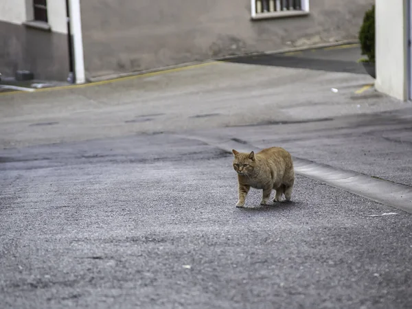 Gatos Callejeros Abandonados Maltrato Animal Tristeza — Foto de Stock