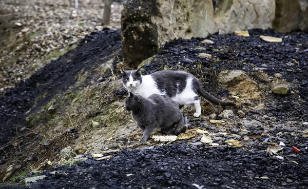 捨てられたストリート猫 動物虐待 悲しみ — ストック写真