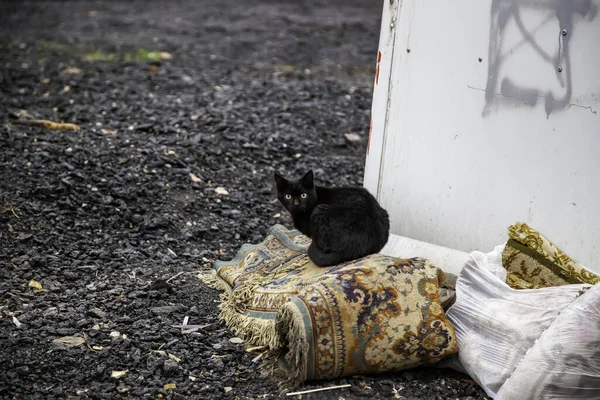 Gatos Rua Abandonados Abuso Animais Tristeza — Fotografia de Stock