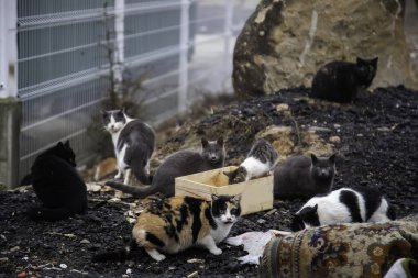 Terk edilmiş sokak kedileri, hayvan istismarı, üzüntü.