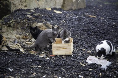 Terk edilmiş sokak kedileri, hayvan istismarı, üzüntü.