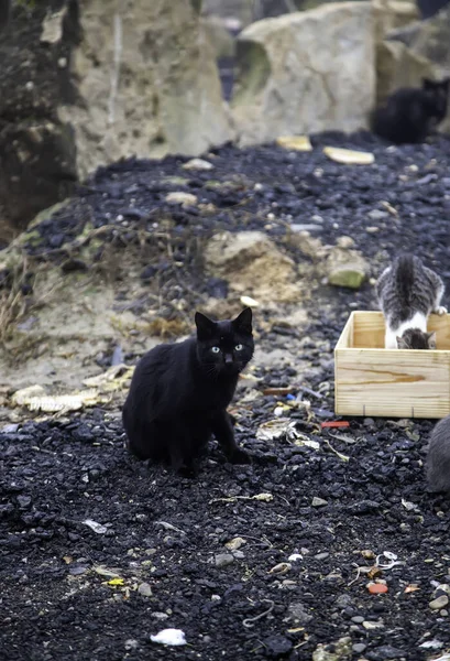 Chats Rue Abandonnés Abus Animaux Tristesse — Photo