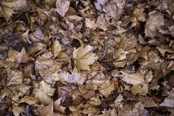 Höstlöv Marken Säsongsförändring Natur Och Landskap — Stockfoto