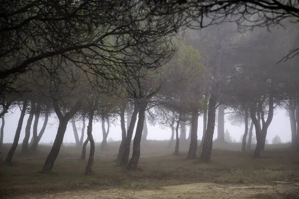 Forêt Avec Brouillard Arbres Paysage Naturel Hiver Mystère — Photo