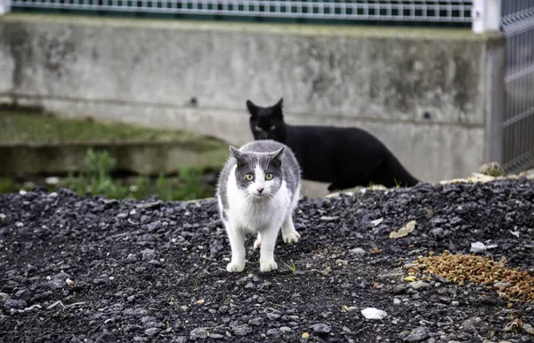 Chats Rue Abandonnés Abus Animaux Tristesse — Photo