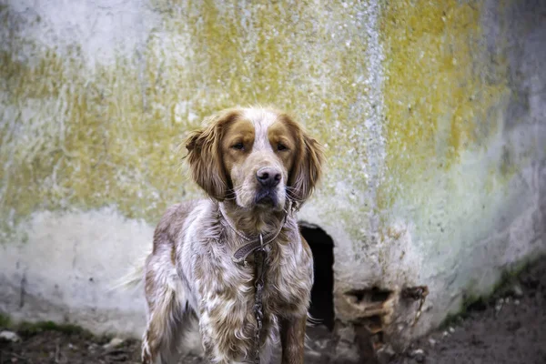 Dog Enclosed Kennel Abandoned Animals Abuse — Stock Photo, Image