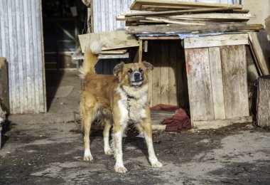 Köpek kulübesinde, terk edilmiş hayvanlar, taciz.