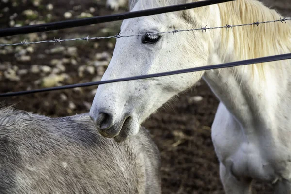 Bílý Kůň Stáji Volně Žijící Savci — Stock fotografie