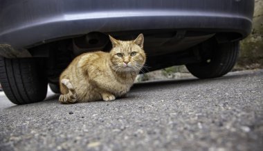 Arabanın altındaki sokak kedisi, terk edilmiş vahşi hayvanlar, evcil hayvanlar.