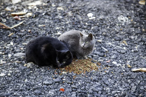 Mamíferos Felinos Animais Abandonados Uma Rua Espanha — Fotografia de Stock