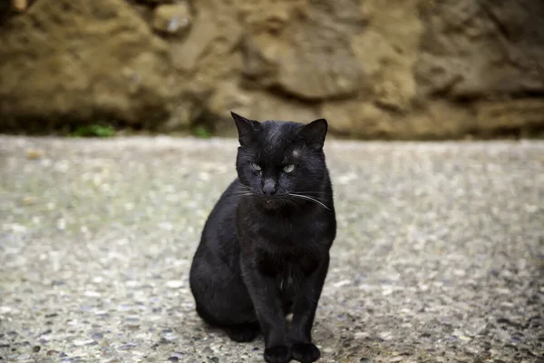 Животное Кошачьих Млекопитающих Брошено Улице Испании — стоковое фото