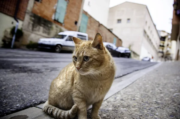 Kedi Memelileri Spanya Bir Sokakta Terk Edilmiş — Stok fotoğraf