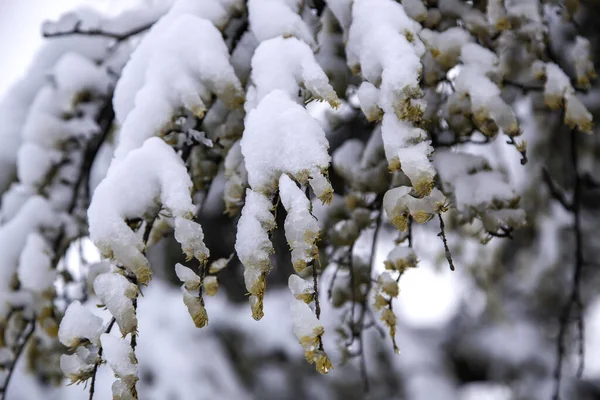 Сніг Вкритий Сосновою Зимою Різдво Пейзаж Природа — стокове фото