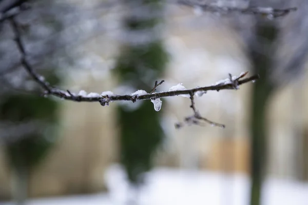 Ramos Árvores Com Neve Gelo Plantas Natureza Inverno — Fotografia de Stock