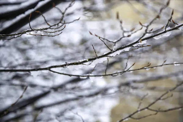 Boom Takken Met Sneeuw Ijs Planten Winter Natuur — Stockfoto