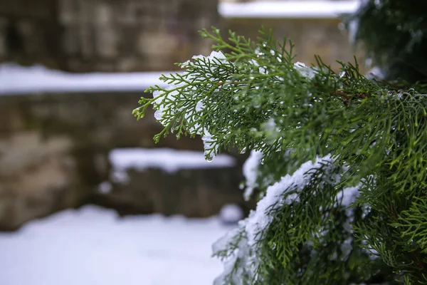 Invierno Cubierto Nieve Navidad Paisaje Naturaleza —  Fotos de Stock