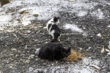 Kar yağan sokak kedisi, terk edilmiş evcil hayvanlar, vahşi memeliler.