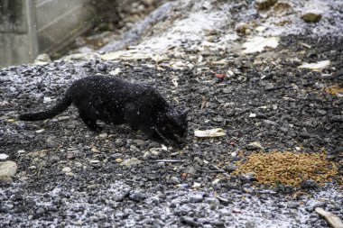 Kar yağan sokak kedisi, terk edilmiş evcil hayvanlar, vahşi memeliler.