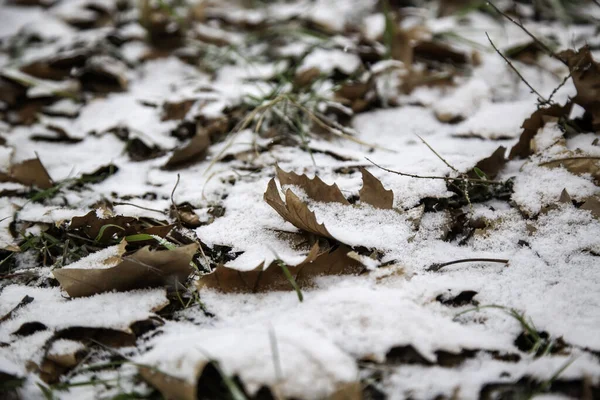 Folha Outono Chão Com Gelo Neve Natureza Paisagem Inverno — Fotografia de Stock