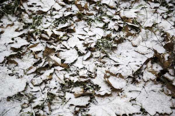 Folha Outono Chão Com Gelo Neve Natureza Paisagem Inverno — Fotografia de Stock