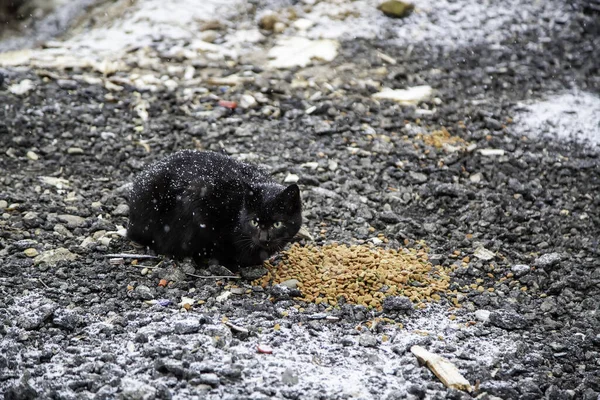 Gatto Randagio Animali Domestici Abbandonati Mammiferi Selvatici — Foto Stock