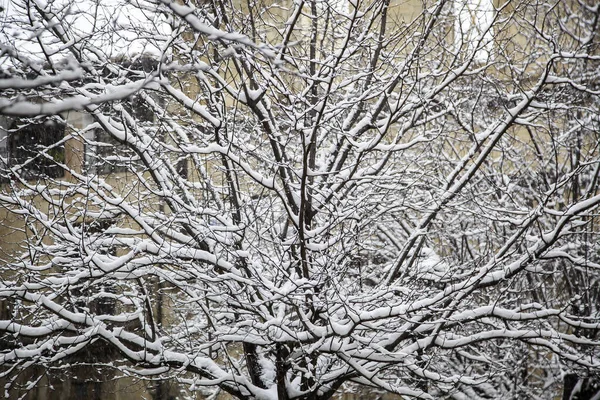 Ramos Árvores Com Neve Gelo Plantas Natureza Inverno — Fotografia de Stock