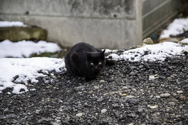 Chat Marchant Dans Neige Mammifères Animaux Sauvages Animaux Abandonnés — Photo