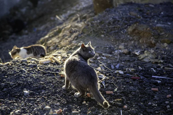 Gatos Callejeros Abandonados Maltrato Animal Tristeza — Foto de Stock