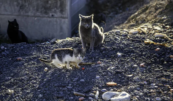 Chats Rue Abandonnés Abus Animaux Tristesse — Photo