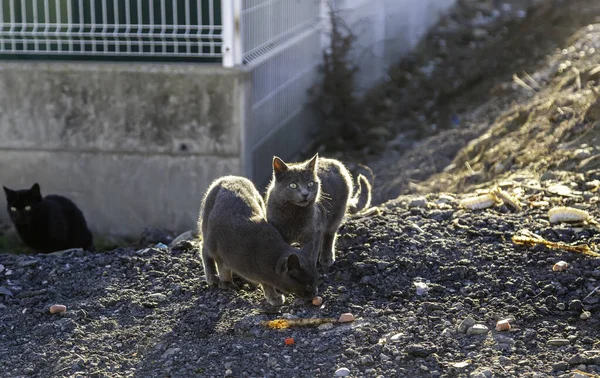 Chats Rue Abandonnés Abus Animaux Tristesse — Photo