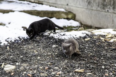 Karda yürüyen kedi, vahşi memeli hayvanlar, terk edilmiş hayvanlar.