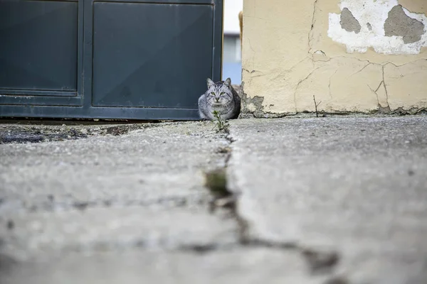 Gray Cats Abandoned Street Looking Food Domestic Mammal Animal — Stock Photo, Image