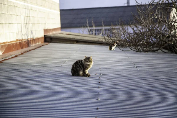 Gray cats abandoned in the street looking for food, domestic mammal animal