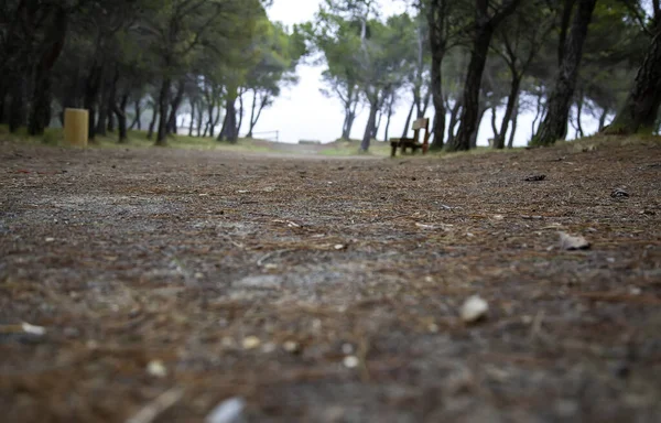 Forêt Naturelle Pins Paysage Environnement Changement Climatique Randonnée Pédestre — Photo