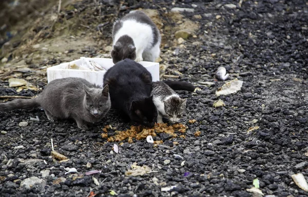 Zbloudilé Kočky Jedí Ulici Detaily Opuštěných Zvířat — Stock fotografie