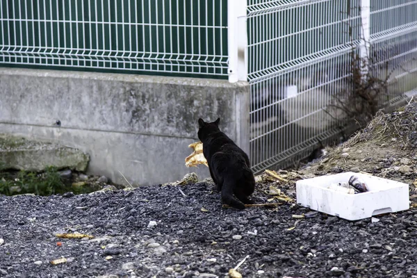 Stray cats eating in the street, detail of abandoned animals
