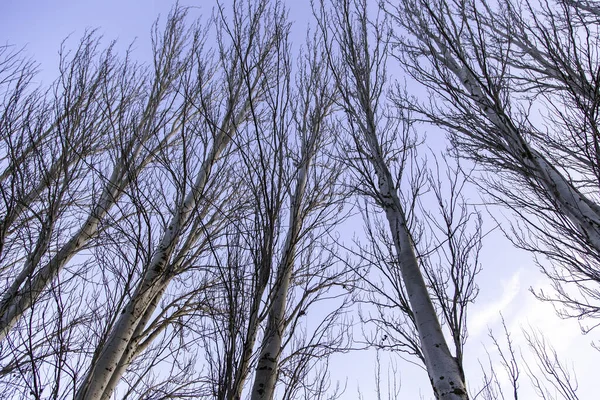 Дерево Ветвях Тетрико Лесу Природе Таинственном Ландшафте — стоковое фото