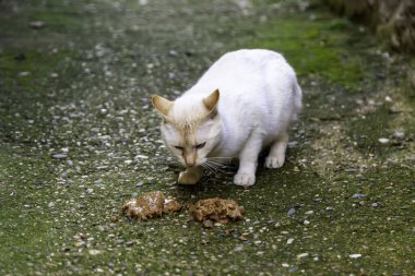 Sokakta yemek yiyen sokak kedileri, terk edilmiş hayvanların detayları.
