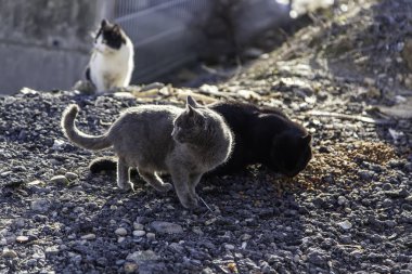 Terk edilmiş kedi, özgür hayvanlar, memeliler, evcil hayvanlar.